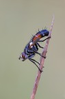 Cylindromya brassicaria