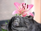 bouquet di fiori e gatti