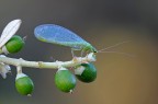 Crisopa su ulivo