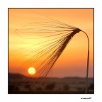 ...AL TRAMONTO...