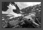 Val Gesso (CN)
una delle tante carcasse che si posso osservare nella valle
vittime di frane e di un inverno estremamente nevoso

il bn nn m esalta ma  il massimo che sn riusito ad ottenere