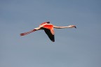 ...IN VOLO...