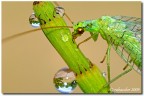 Crisopa formato tessera