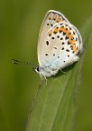Plebejus argyrognomon
