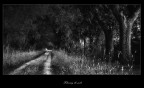 Following the path