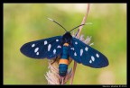 Amata phegea