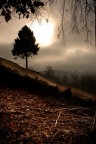 solitario