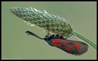 Zygaena Angelicae Zygaena Angelicae