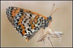 Farfalla pensatrice