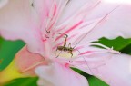 Microinsetto su fiore di oleandro