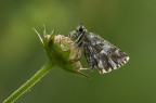 Pyrgus malvoides