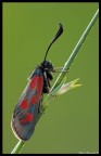 Zygaena Angelicae