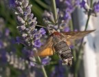 spuntino in volo