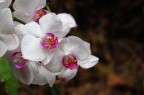 fiori