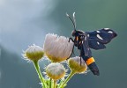 Amata phegea