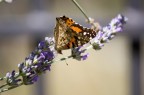 Farfalla e lavanda