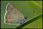 Licenide Viote