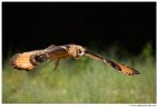 Volando