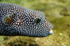 Pesce palla?