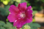 fiore