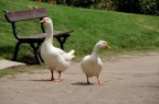 La passeggiata nel parco
