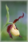 Una delle pi belle e rare orchidee del nostro territorio.
C&C molto graditi.
