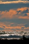 L'ultimo dei cormorani