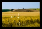 avena