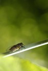 bug