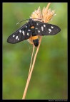 Verticale di Amata phegea...