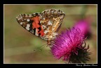 Farfalla