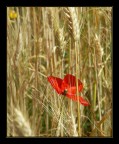 dal campo di grano