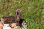 torcicollo1