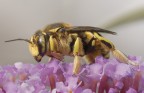 E' una Sirphidae