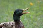quack!