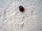 suggerimenti e critiche sempre ben accetti

 una foto scattata tempo fa con la mia compatta, quando nn ne capivo niente di fotografia...non che ora sia molto sapiente in materia :)

grazie a tutti!!!