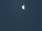 Notevole: venere  visibile di giorno,  infatti il pianeta pi vicino alla terra, con una notevole luminosit.
Si noti il fondo cielo molto chiaro, quello delle 9 del mattino.
Da notare anche la FASE del pianeta, che come la luna, varia a seconda della posizione reciproca di terra e sole rispetto ad esso.
Webcam Philips spc900NC modificata al fuoco del mak. 102-1350mm.