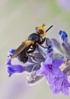 strana...mosca