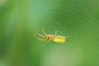 nikon D80, nikon 60mm micro, 1/125, f6.3 iso200