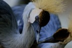 Il bacio