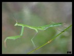sony w150 close up +4 1/15 f/5.2 cavalletto autoscatto
