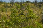 Due anni f il fuoco distrusse tutto.
Due anni dopo la natura st riparando i danni