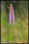 Orchidea Approaching