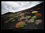 Garden Aetnensis