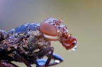 5:1 per la Platystoma