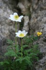 la natura sopra 2000 m