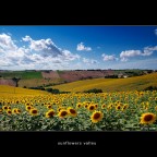 Sunflowers Valley