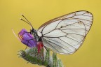 Aporia crataegi