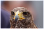 Rapace