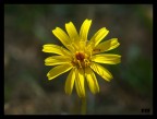 sony DSC w-150 + close uo +4
1/160 F5.2 ISO 80
mano libera